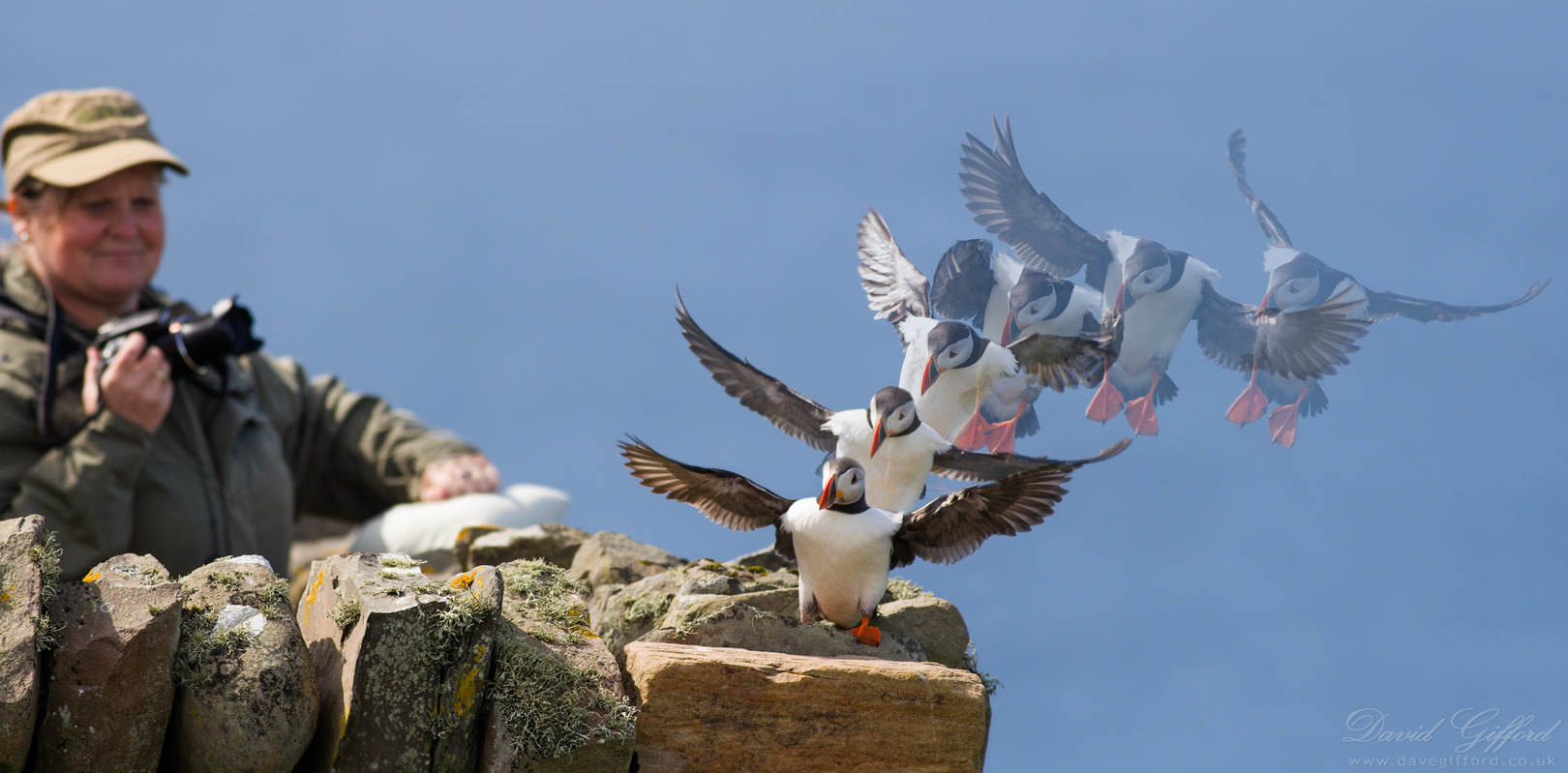 Photo: Puffin Photo Opportunity