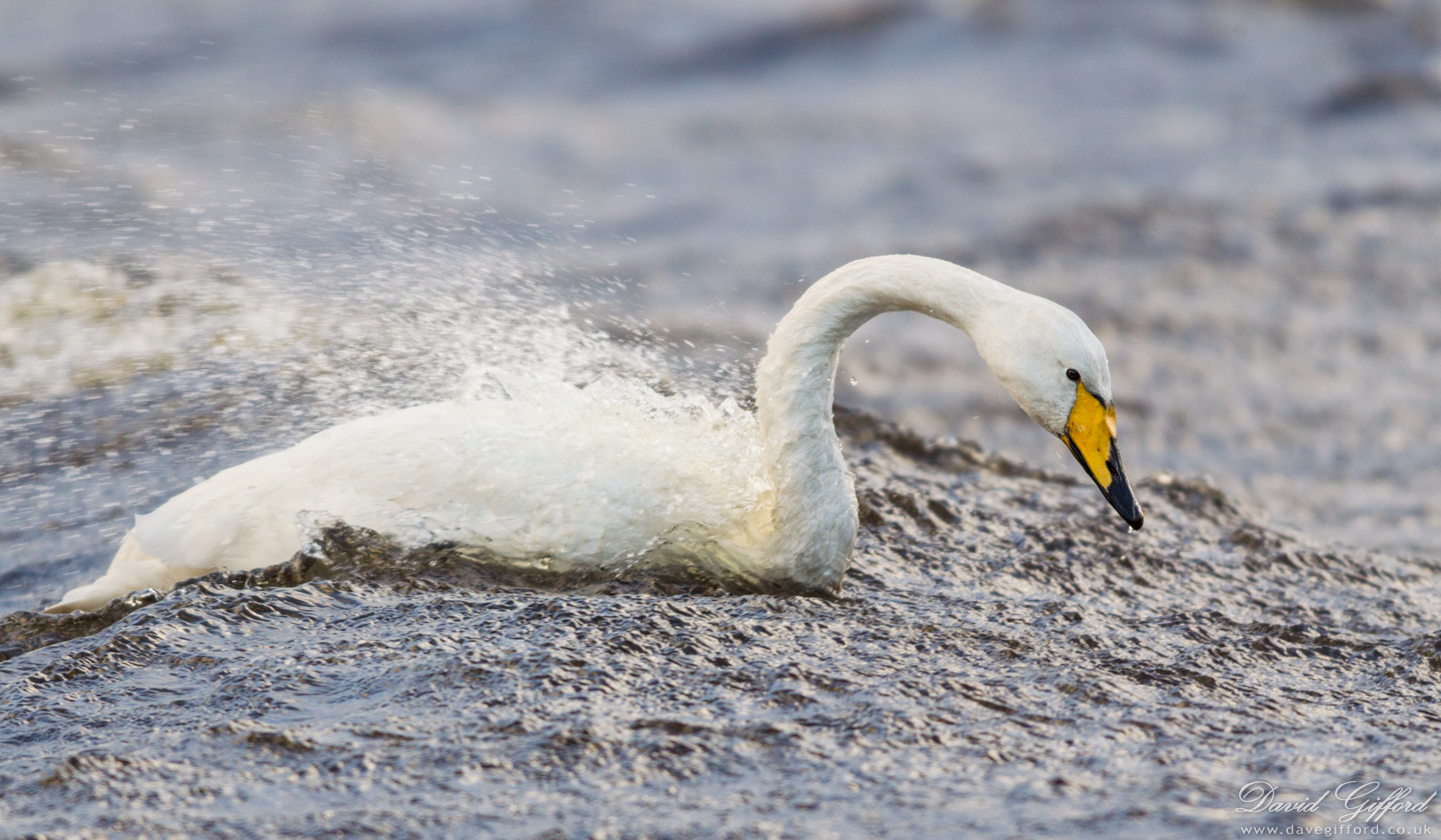 Photo: Whooper Swan Riding Waves