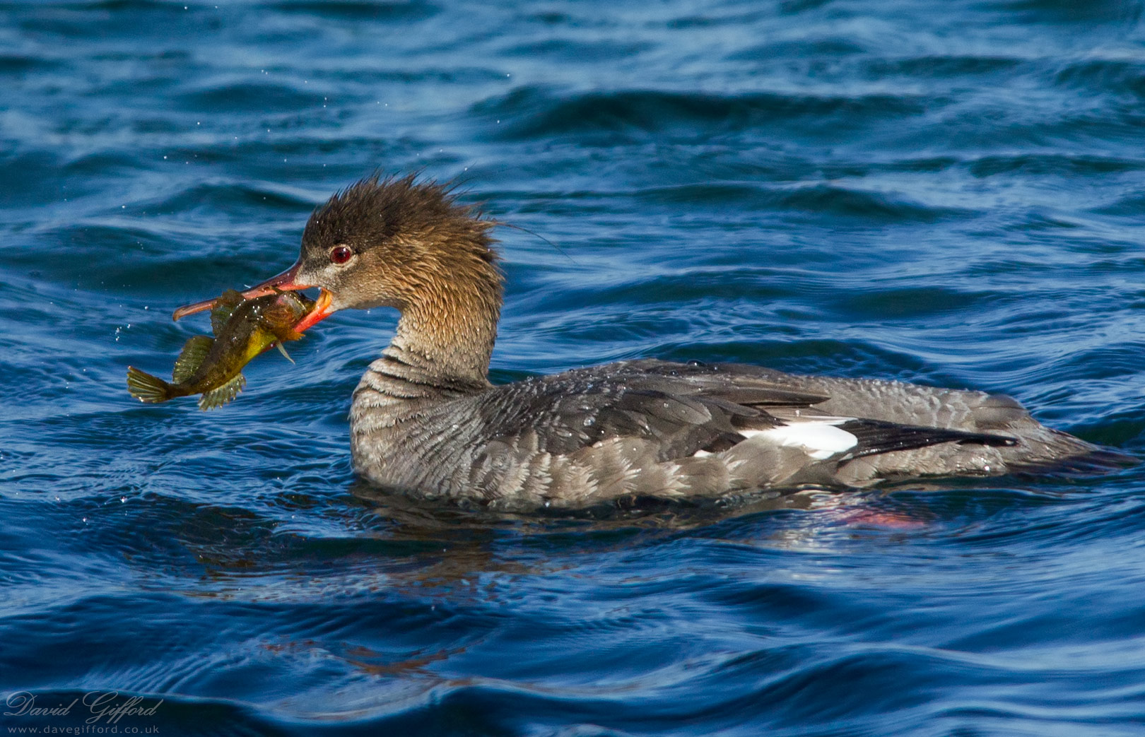 Photo: Red-breasted Merganser with Catch