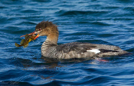 Red-breasted Merganser with Catch