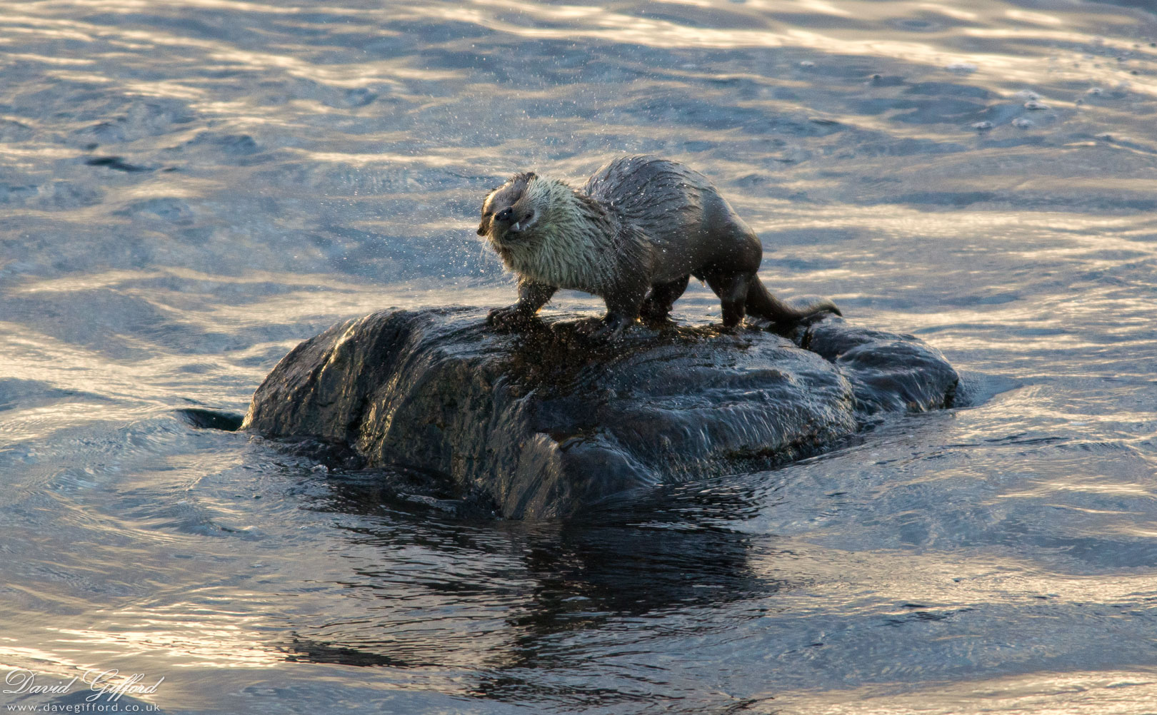 Photo: Winter Otter