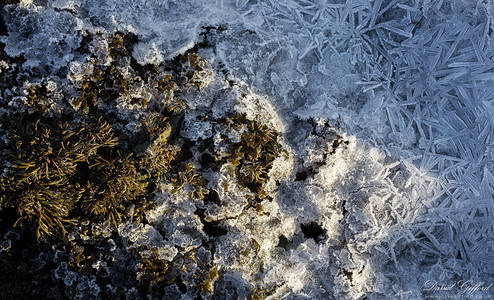Ice Crystals amongst Seaweed