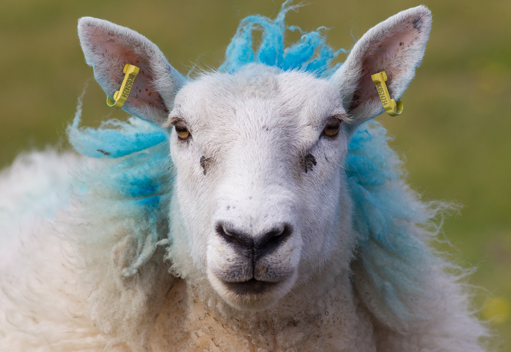 Photo: Punk Sheep