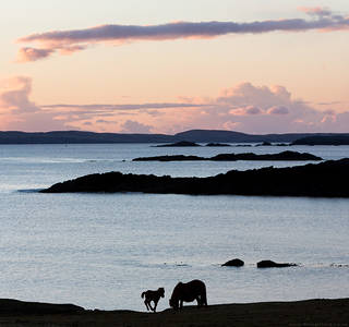 Shetland Pony Sunset