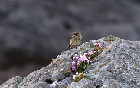 Rock Pipit in Summer