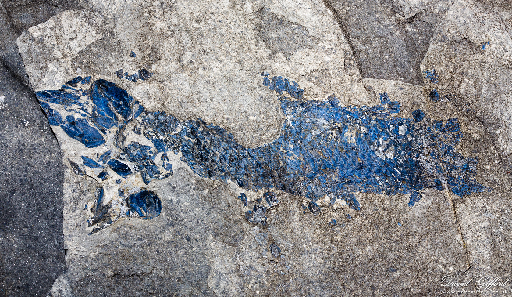 Photo: Swimming Hundreds of Millions of Years Ago