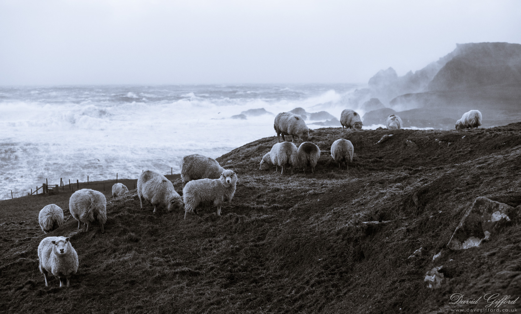 Photo: Sea Sprayed Sheep