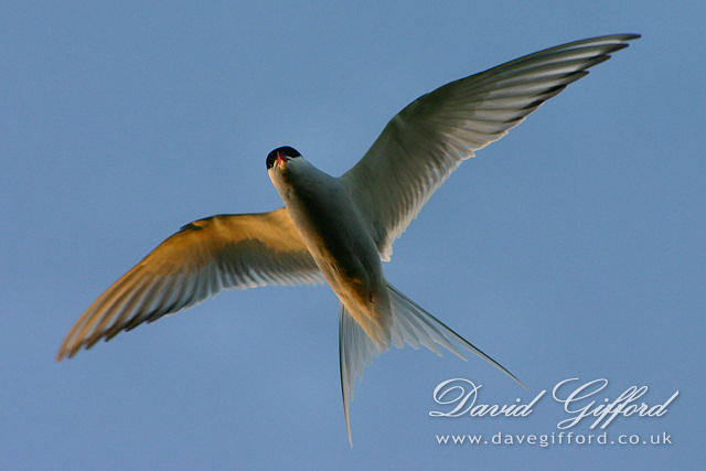 Photo: Tirrick in Flight (Arctic Tern)
