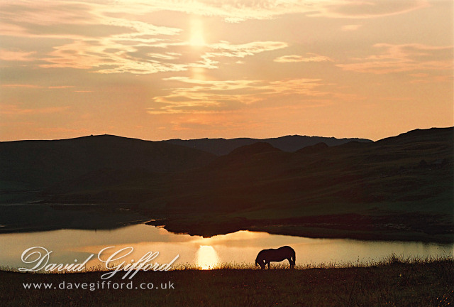 Photo: Horse at Sunset