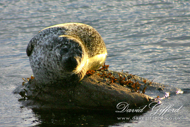 Photo: Boxing Day Seal