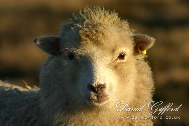Photo: Shetland Sheep