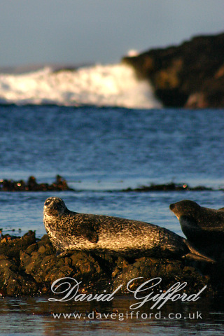 Photo: Seasonal Shetland Seal