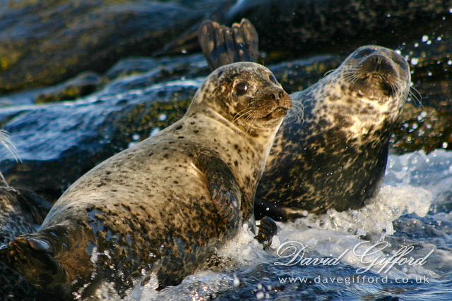 Photo: Common Seals - On Da Rocks