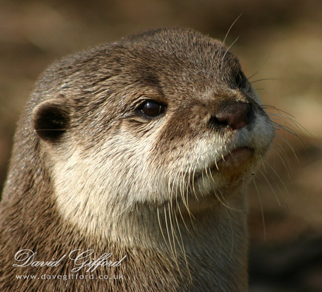 Photo: An Otter