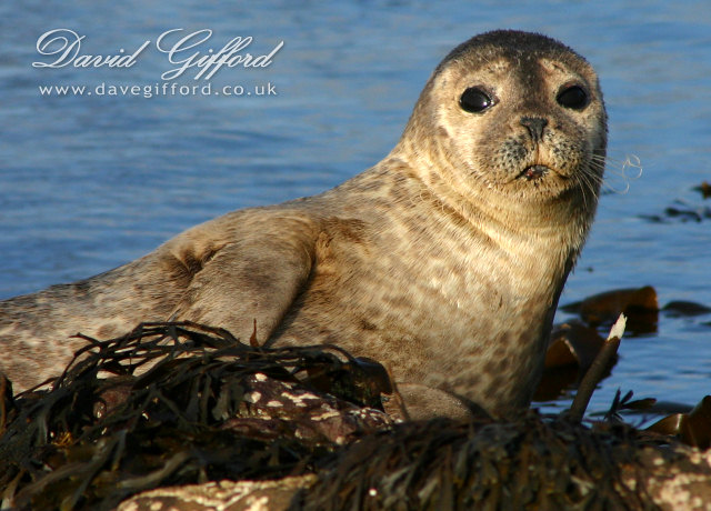 Photo: Baby Seal