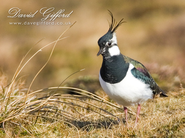 Photo: Shetland Lapwing