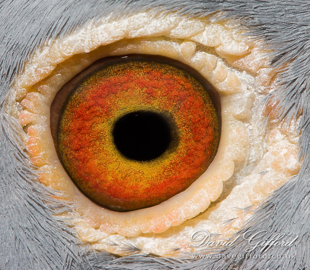 Photo: Eye of the... Pigeon?