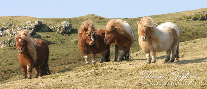 Photo: Four Ponies