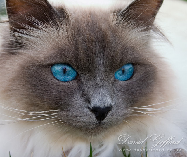 Photo: Blue Eyes Too