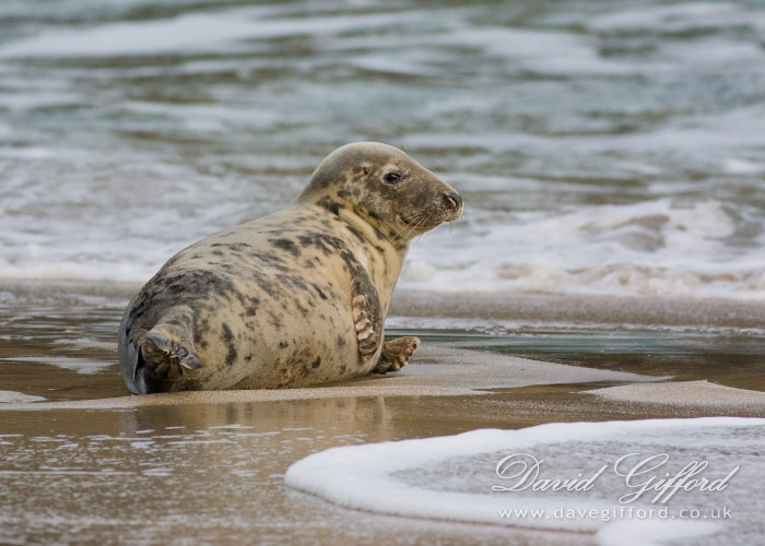 Photo: Female Grey Seal