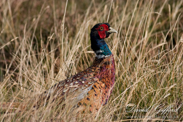Photo: Pheasant Surprise