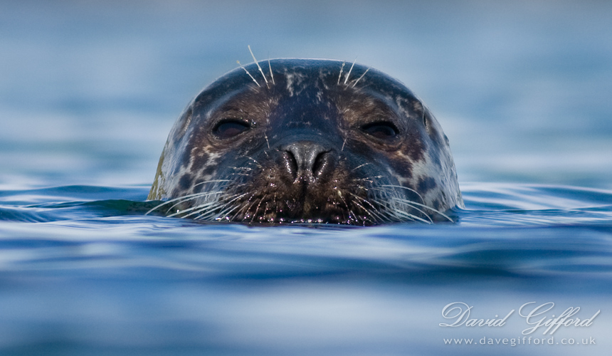 Photo: Common Seal