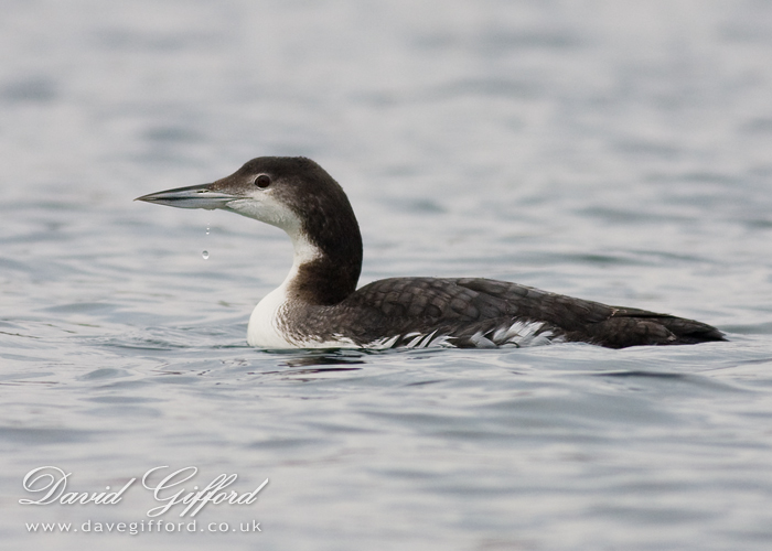 Photo: Great Northern Diver