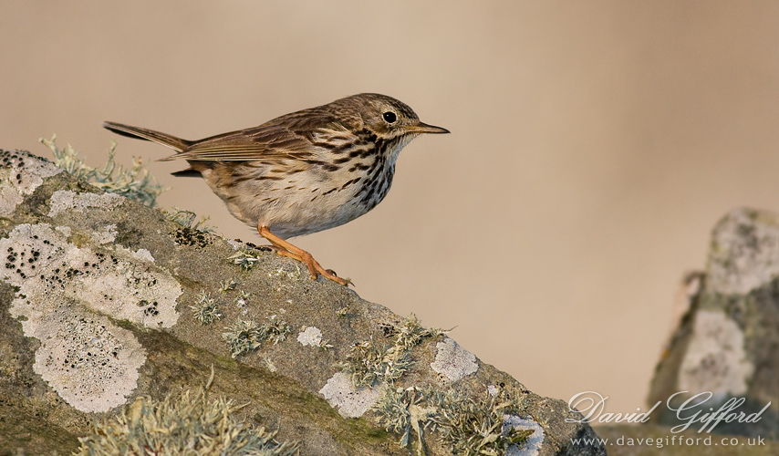 Photo: Meadow Pipit