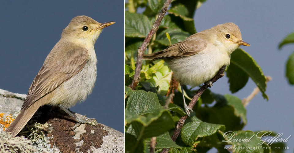 Photo: Melodious Warbler
