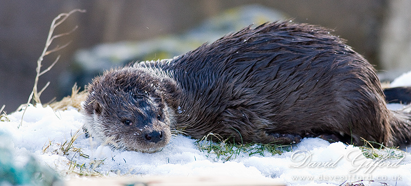 Photo: Otter Chilling Out