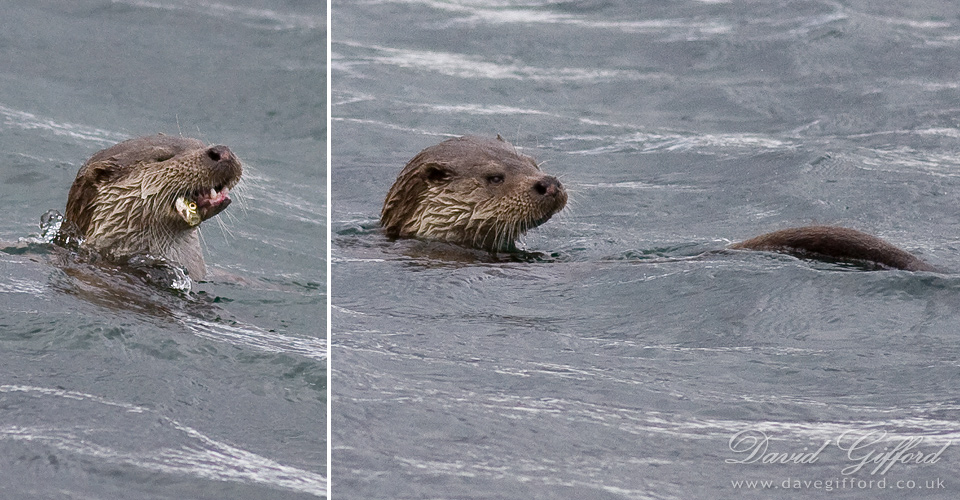 Photo: Otter Saturday