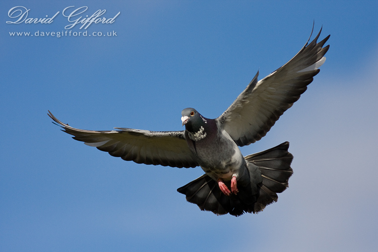 Photo: Pigeon in Flight