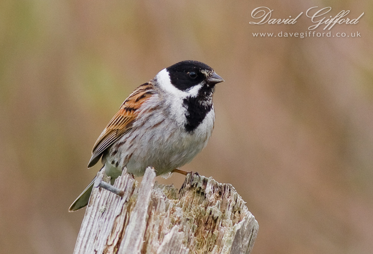 Photo: Reed Bunting