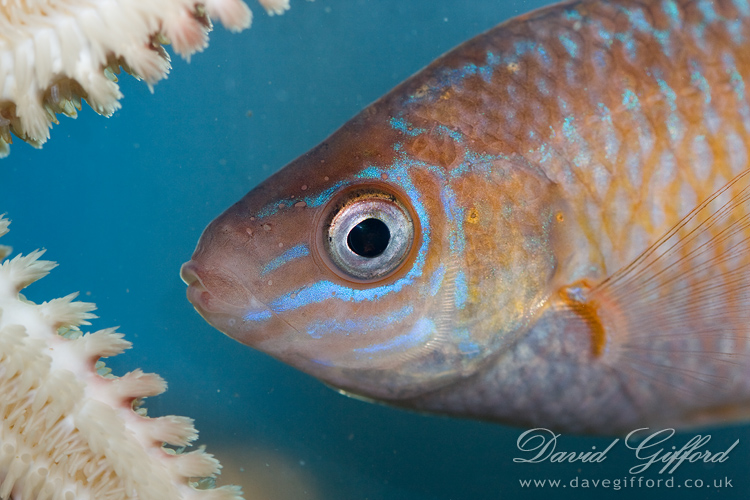 Photo: Rock Cook Wrasse