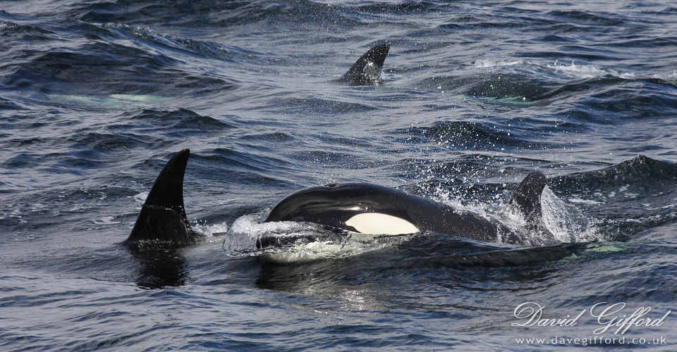 Photo: Whales Ahoy!