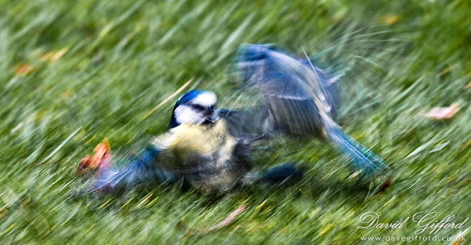 Photo: Fighting Blue Tits