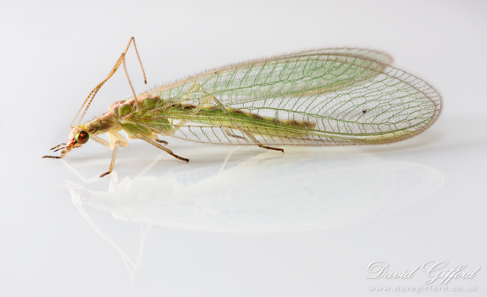 Photo: Lacewing