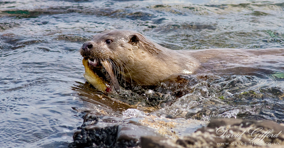 Photo: Otter with Rockling
