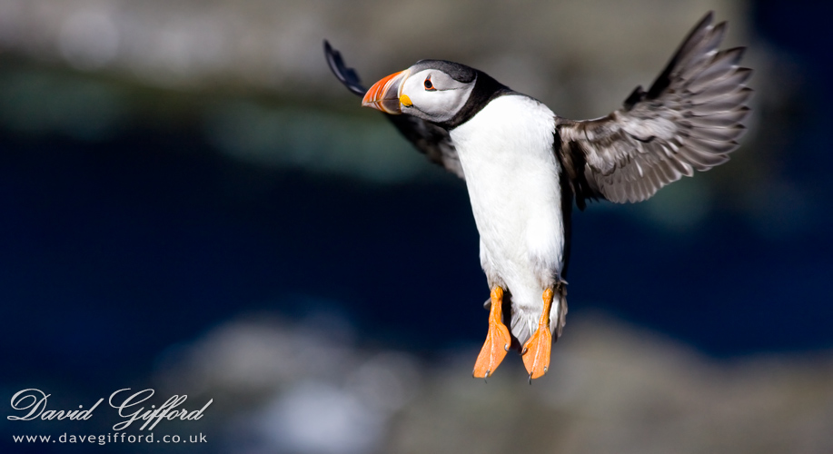 Photo: Puffin Mystery