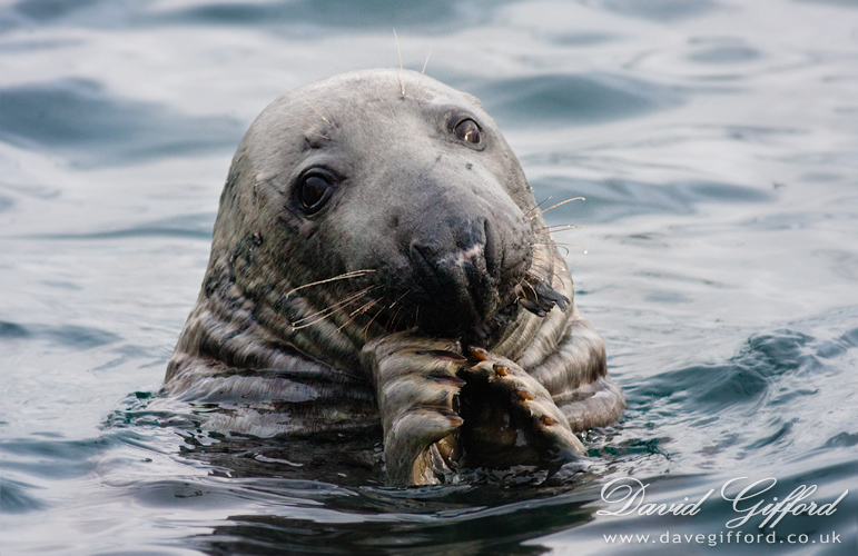 Photo: A Seal’s Catch