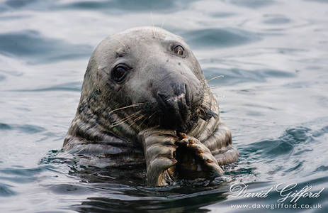 A Seal’s Catch