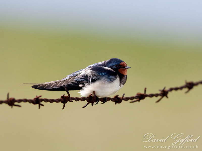 Photo: Barn Swallow