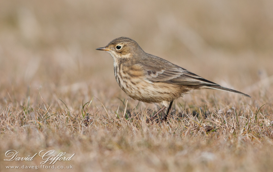 Photo: Buff-bellied Pipit