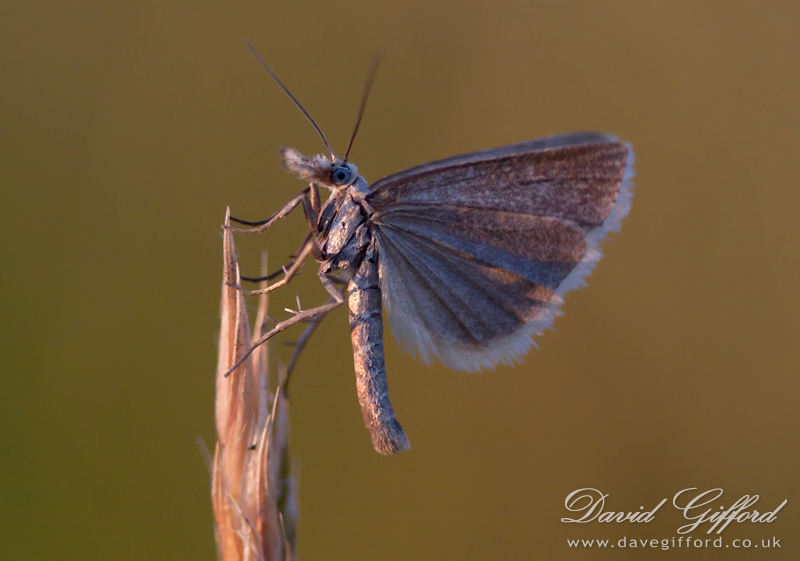Photo: Grass Moth