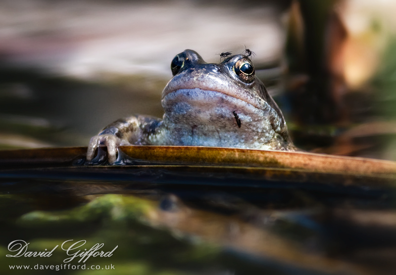 Photo: Mr Frog of Greenhill