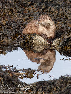 Otter Reflection