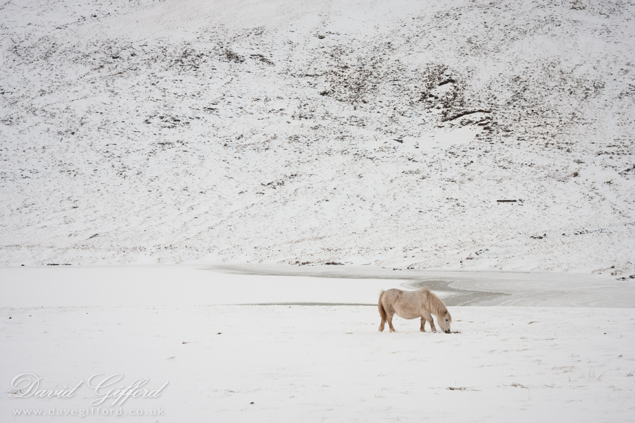 Photo: Pony in the Snow