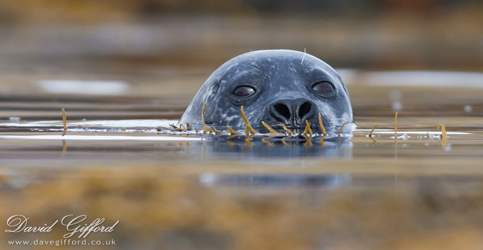 Photo: Seal in Seaweed
