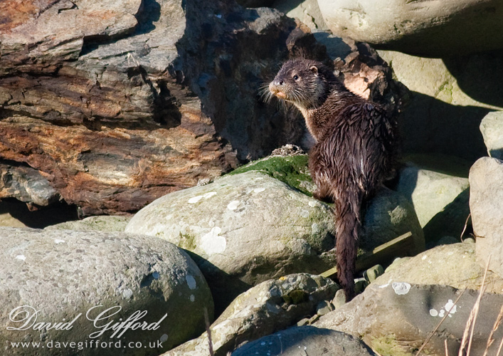 Photo: Otter Spraint