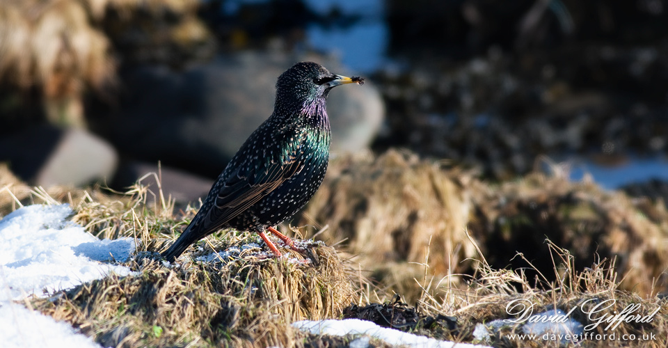 Photo: Shetland Starling (2)